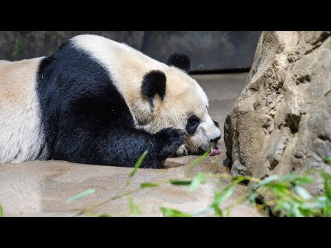 Video: 2 giant pandas from China are moving to the San Diego Zoo