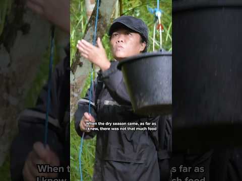 Video: The visually impaired woman saving endangered gibbons in an Indonesian village