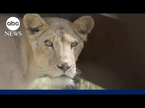 Video: 11 lions rescued from conflict-hit Sudan