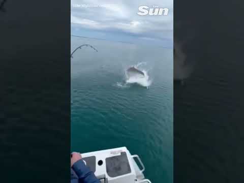 Video: Giant bull shark nearly snatches fisherman’s catch🦈🎣 #shorts