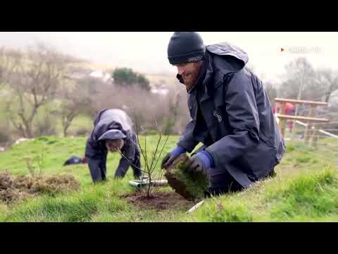 Video: Secret planting program boosts endangered Welsh shrub | REUTERS