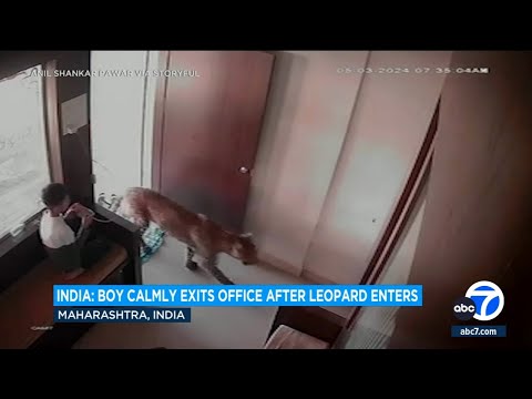 Video: 12-year-old boy stays shockingly calm after leopard strolls into building