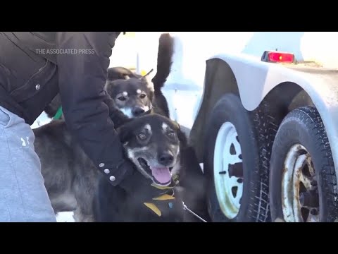 Video: 2 dogs die during Iditarod, PETA calls to end the race