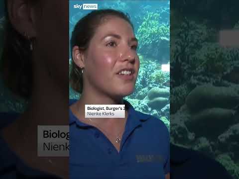 Video: Netherland’s Zoo gathers ‘Noah’s Ark’ of corals to protect species from extinction