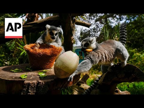 Video: Zoo animals in Chile get treats in colorful eggs for Easter