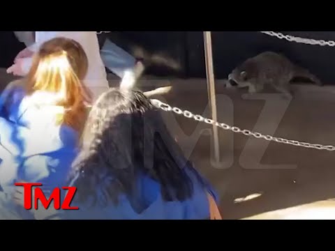 Wild Raccoon Goes On the Attack at Hersheypark, Tries Biting People | TMZ