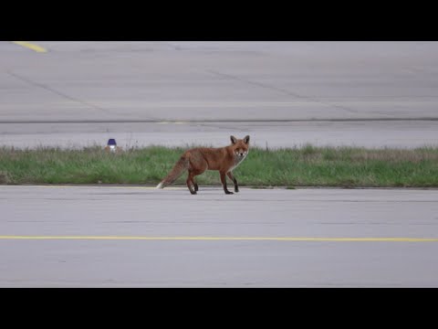 Video: Foxy Brown 🦊FRA Airport Fuchs auf dem Weg zur ,,Spätschicht”😀