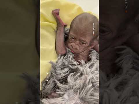 Video: Premature baby gorilla born at Texas zoo