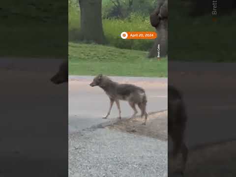 Video: Coyote spotted in rare New York encounter