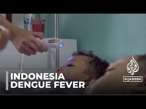 Video: Dengue fever: Indonesia cases double compared to last year