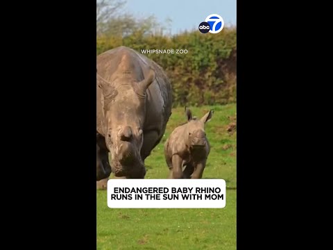 Video: Endangered baby white rhino frolics in the sun with mom