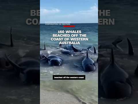 Video: 160 whales have beached off the coast of Western Australia