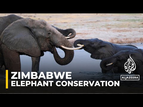 Video: Zimbabwe elephant tracking: Keeping elephants in protected areas
