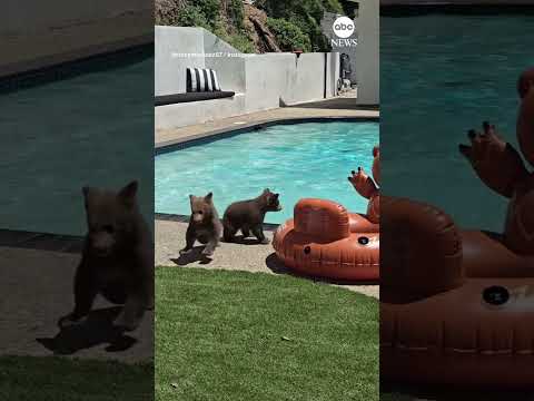 Video: Mama bear and cubs take a swim in California pool