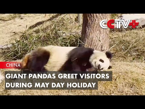 Video: Giant Pandas Greet Visitors During May Day Holiday
