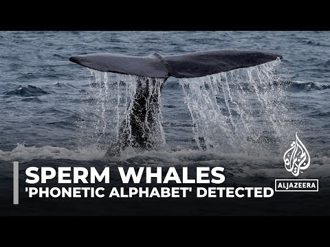 Video: Decoding sperm whales: Scientists detect ‘phonetic alphabet’