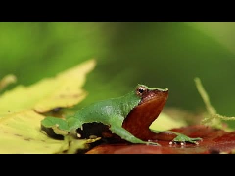 video