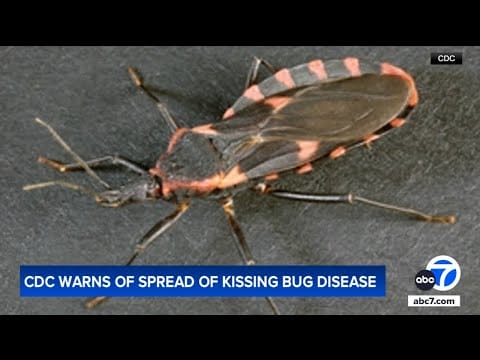 Video:  Chagas disease from ‘kissing bugs’ could become endemic: CDC