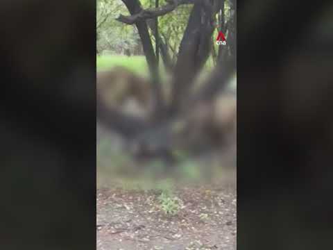 Video: Zookeeper in Thailand mauled to death by lions