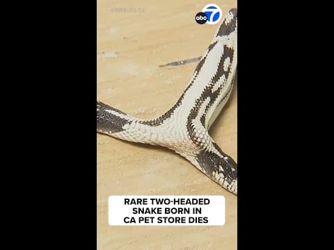 Video:  Rare 2-headed snake born at CA pet store dies