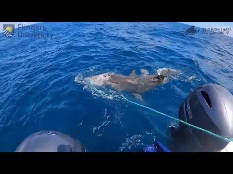 Video: Shark-bite resistant wetsuits may cut severe injuries, study finds | REUTERS