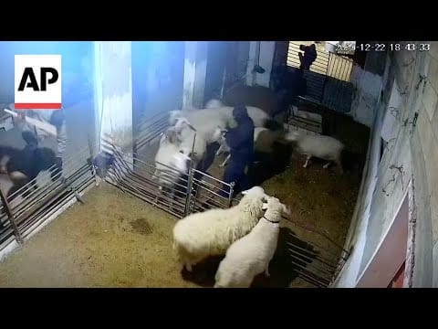 Video: Israeli settlers forcibly enter Palestinian home and kill sheep in the West Bank
